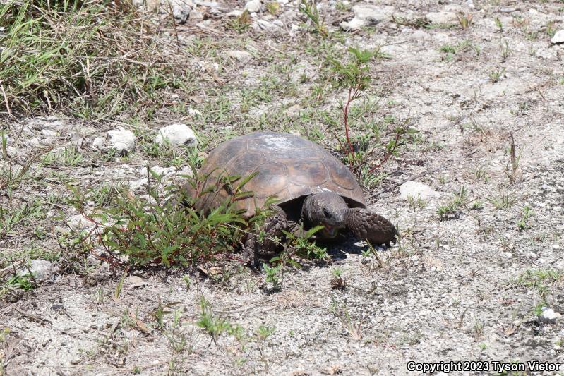 Gopher Tortoise (Gopherus polyphemus)