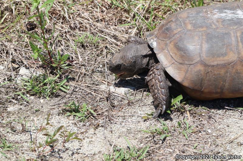 Gopher Tortoise (Gopherus polyphemus)