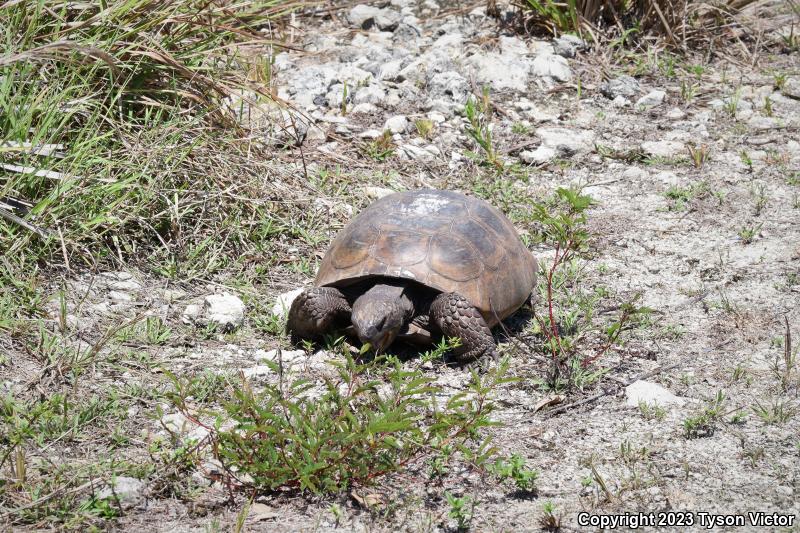 Gopher Tortoise (Gopherus polyphemus)