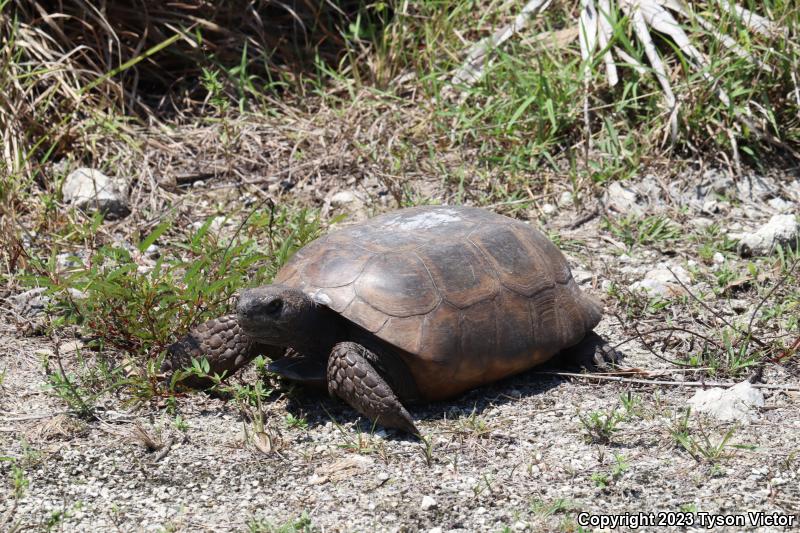 Gopher Tortoise (Gopherus polyphemus)