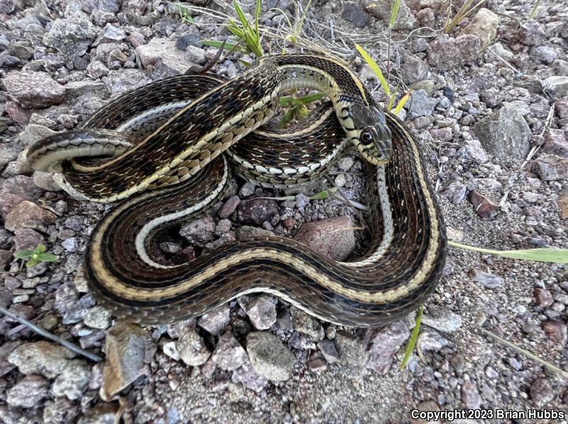 Mexican Gartersnake (Thamnophis eques)