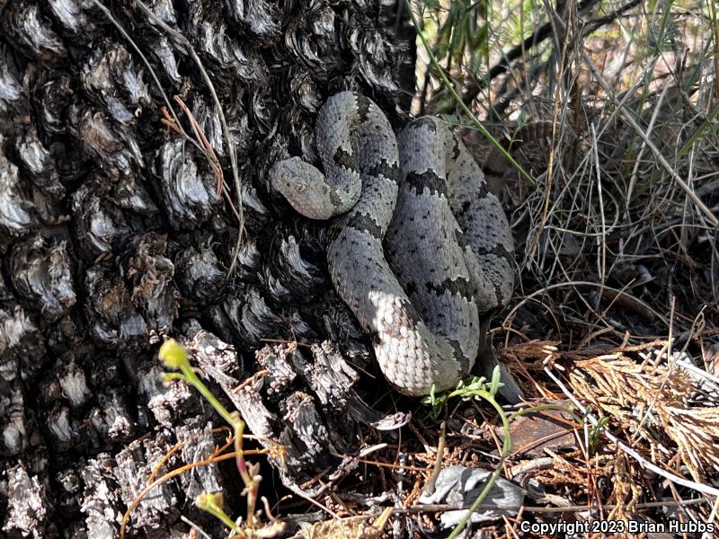 Banded Rock Rattlesnake (Crotalus lepidus klauberi)