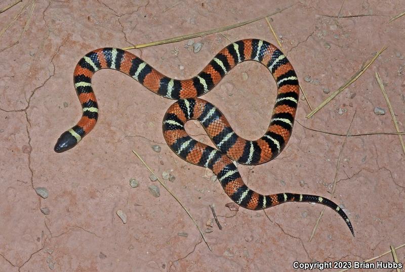 New Mexico Milksnake (Lampropeltis triangulum celaenops)