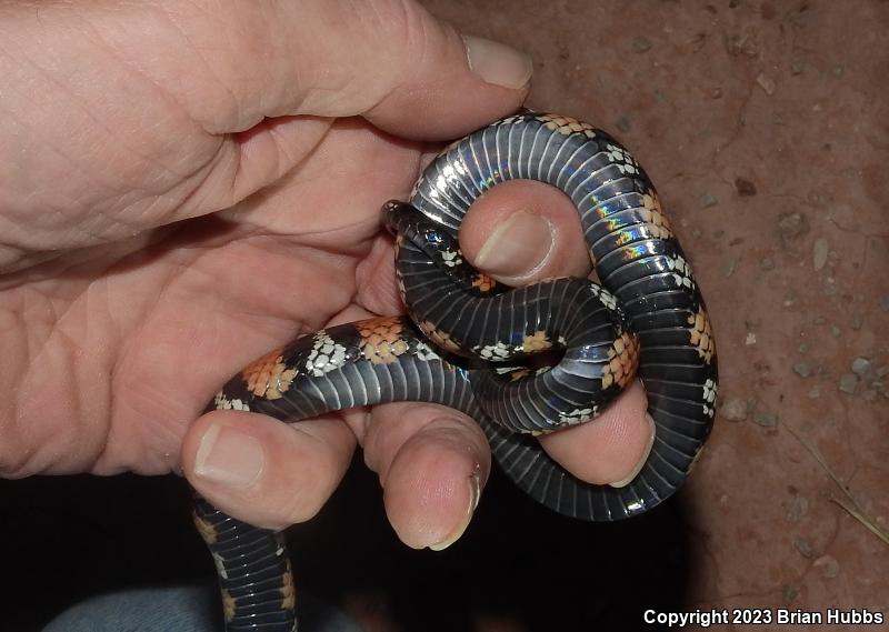 New Mexico Milksnake (Lampropeltis triangulum celaenops)