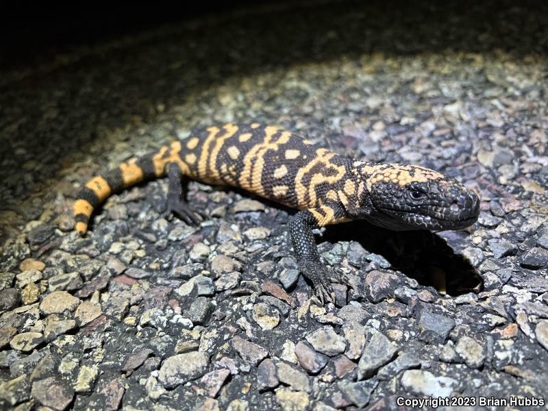 Banded Gila Monster (Heloderma suspectum cinctum)