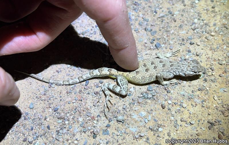 Zebratail Lizard (Callisaurus draconoides)