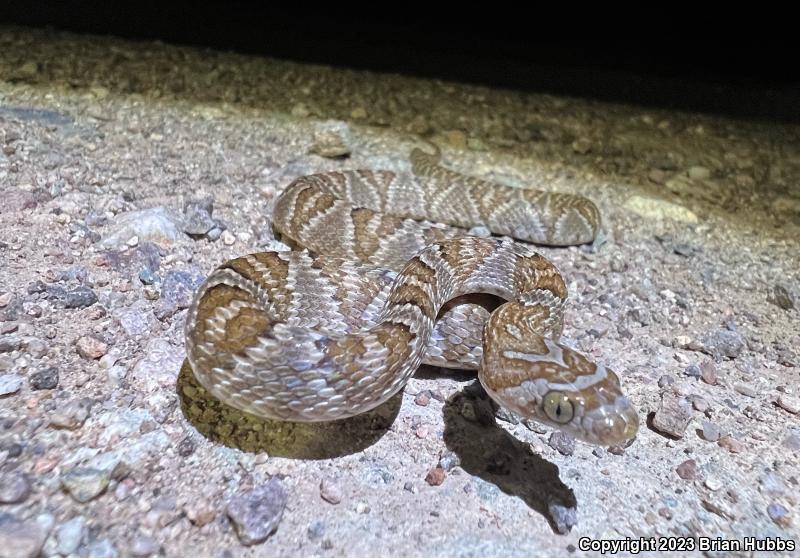 Sonoran Lyresnake (Trimorphodon biscutatus lambda)