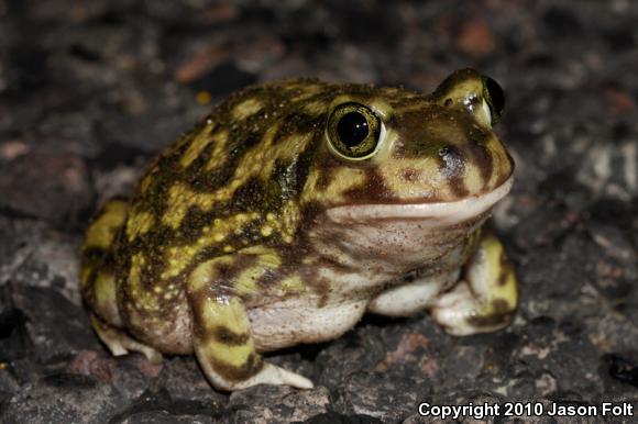 Couch's Spadefoot (Scaphiopus couchii)