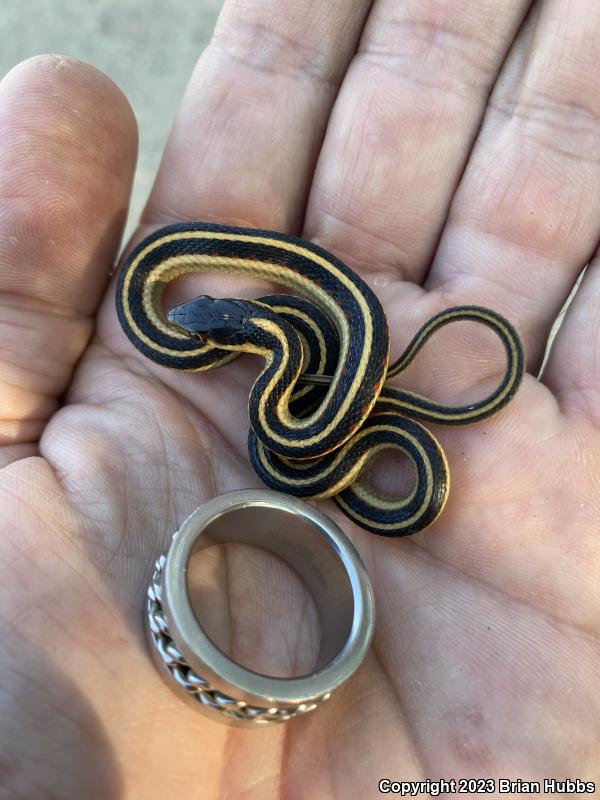 Valley Gartersnake (Thamnophis sirtalis fitchi)