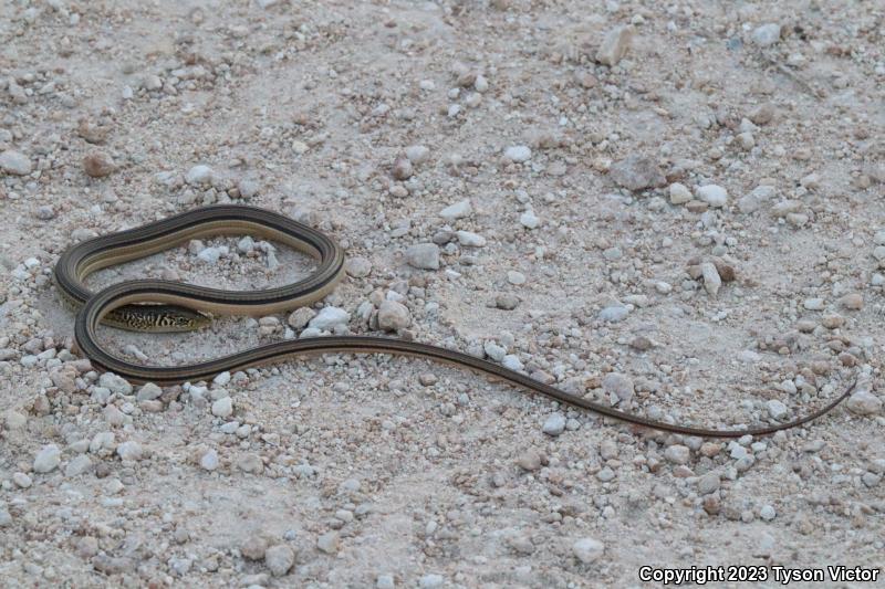 Island Glass Lizard (Ophisaurus compressus)