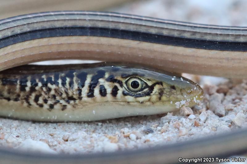 Island Glass Lizard (Ophisaurus compressus)