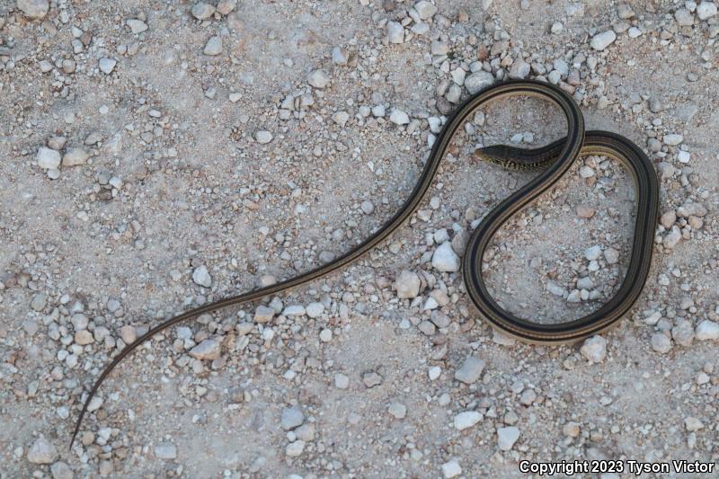 Island Glass Lizard (Ophisaurus compressus)