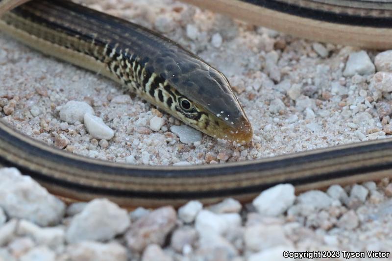 Island Glass Lizard (Ophisaurus compressus)