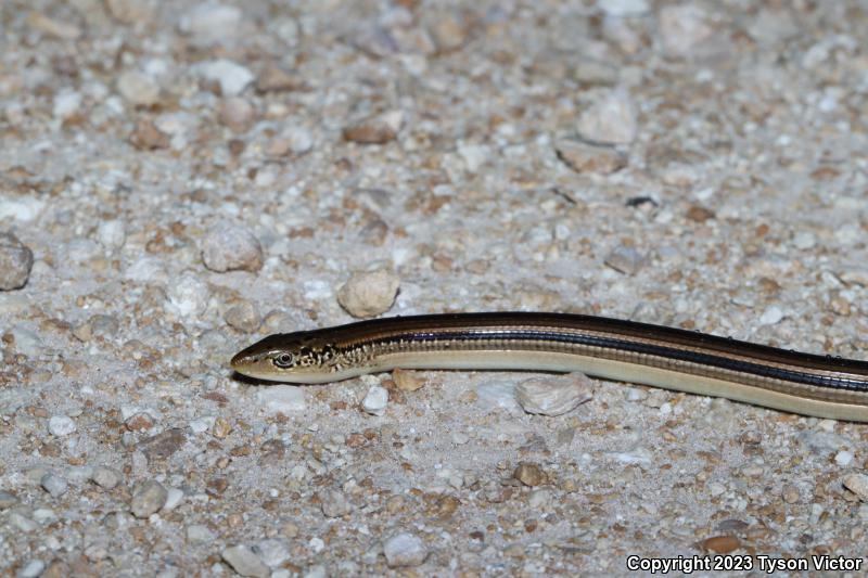 Island Glass Lizard (Ophisaurus compressus)