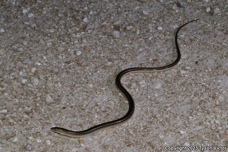 Island Glass Lizard (Ophisaurus compressus)