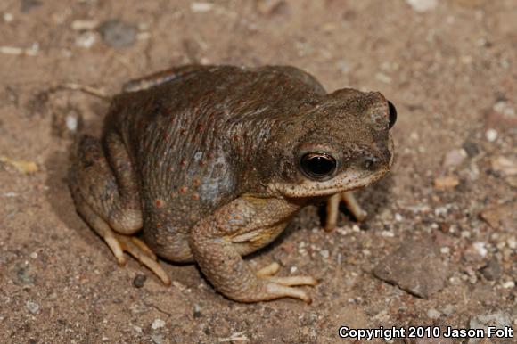 Red-spotted Toad (Anaxyrus punctatus)