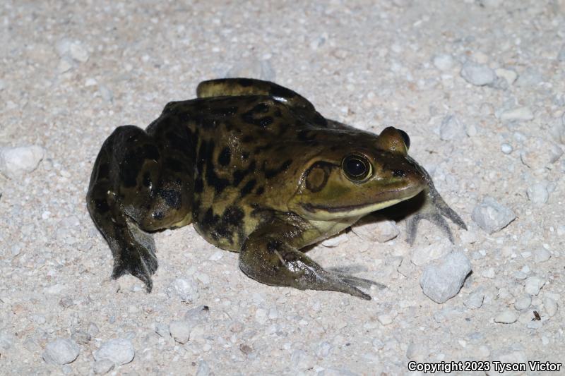 Pig Frog (Lithobates grylio)