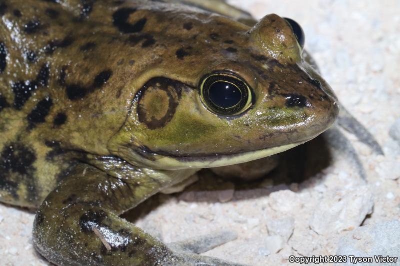 Pig Frog (Lithobates grylio)