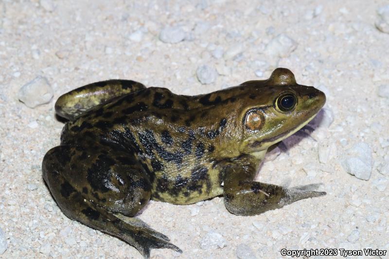 Pig Frog (Lithobates grylio)