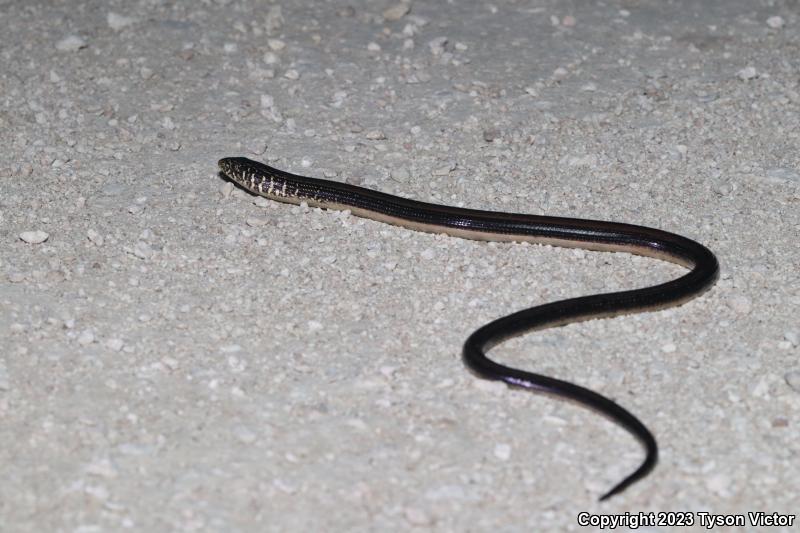 Eastern Glass Lizard (Ophisaurus ventralis)