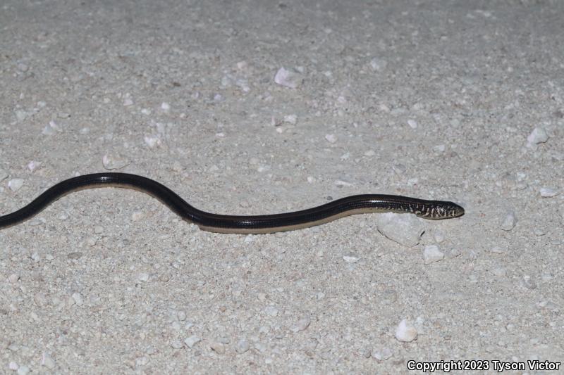 Eastern Glass Lizard (Ophisaurus ventralis)