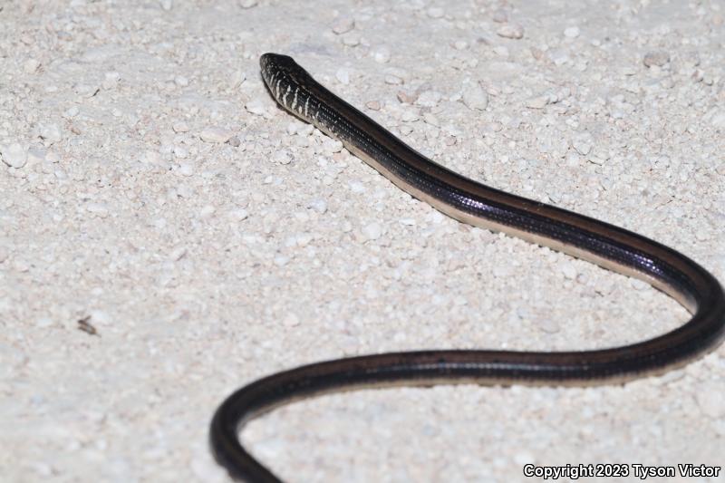 Eastern Glass Lizard (Ophisaurus ventralis)