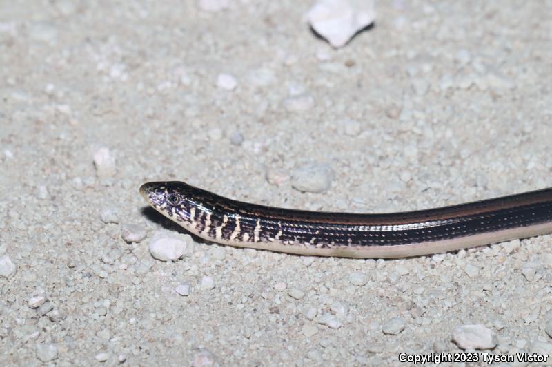 Eastern Glass Lizard (Ophisaurus ventralis)