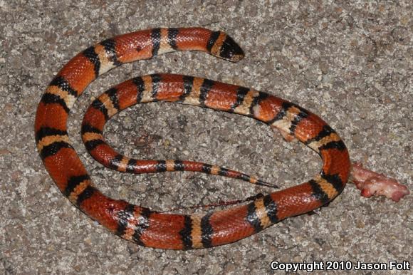 Milksnake (Lampropeltis triangulum)