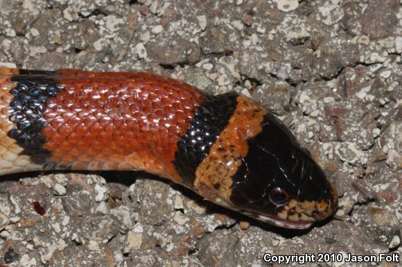 Milksnake (Lampropeltis triangulum)