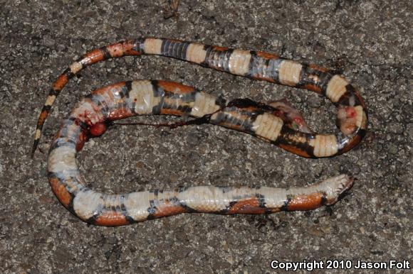 Milksnake (Lampropeltis triangulum)