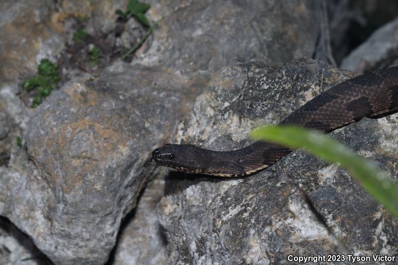 Brown Watersnake (Nerodia taxispilota)