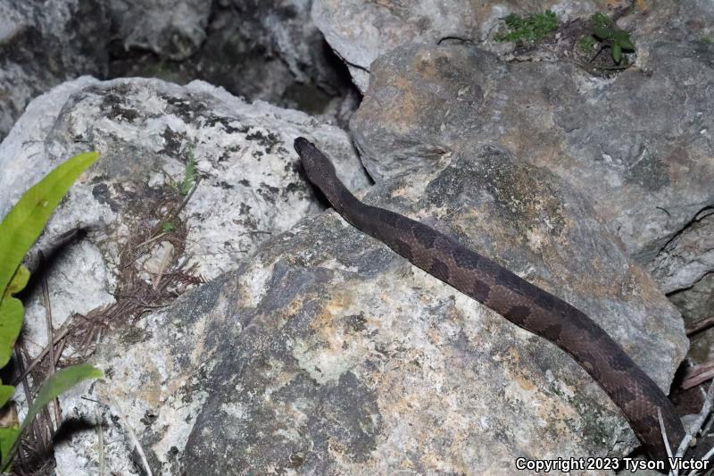 Brown Watersnake (Nerodia taxispilota)