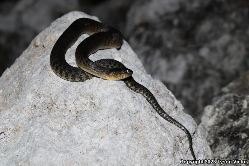 Florida Green Watersnake (Nerodia floridana)