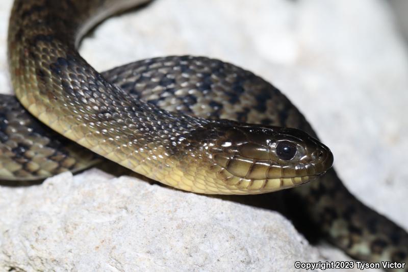 Florida Green Watersnake (Nerodia floridana)