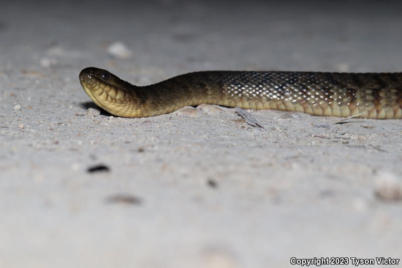 Florida Green Watersnake (Nerodia floridana)