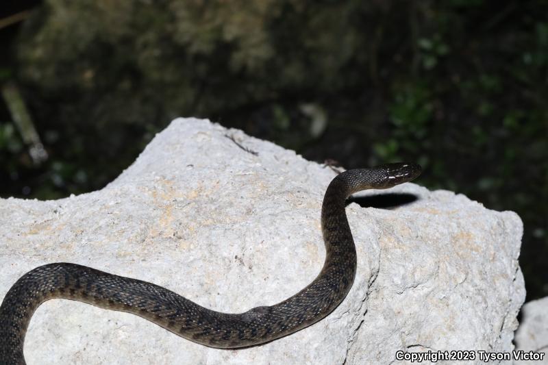 Florida Green Watersnake (Nerodia floridana)