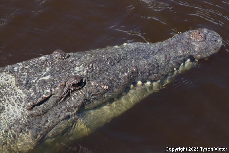 American Crocodile (Crocodylus acutus)