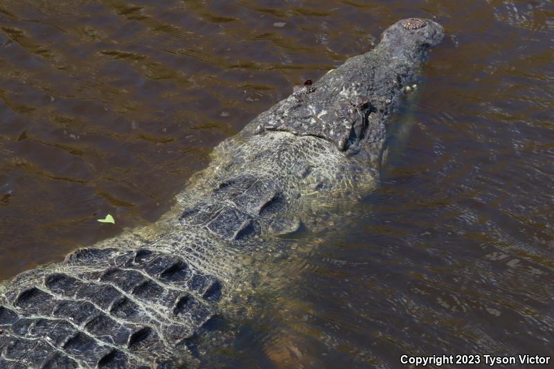 American Crocodile (Crocodylus acutus)