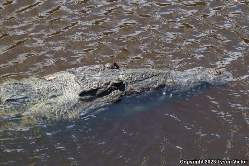 American Crocodile (Crocodylus acutus)