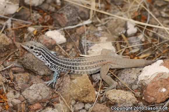 Plateau Spotted Whiptail (Aspidoscelis septemvittata septemvittata)