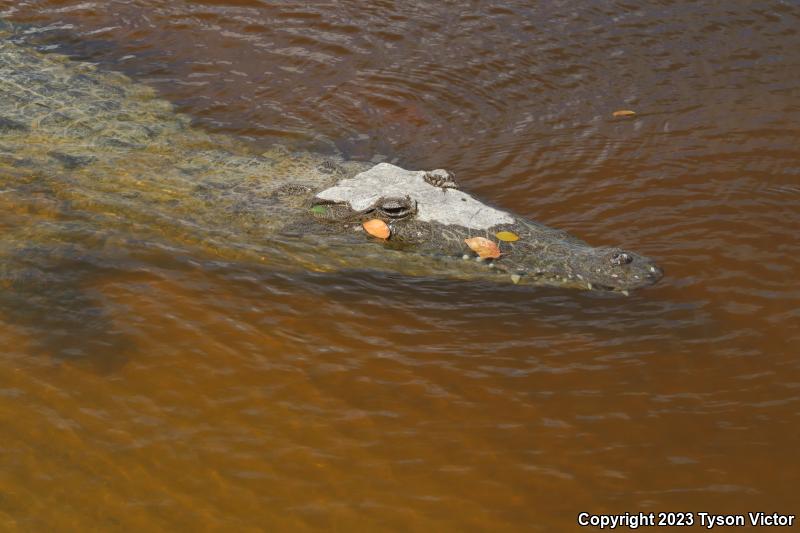 American Crocodile (Crocodylus acutus)