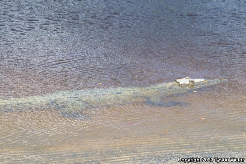 American Crocodile (Crocodylus acutus)