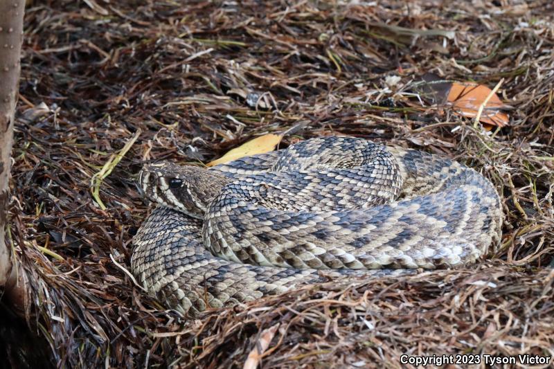 Eastern Diamond-backed Rattlesnake (Crotalus adamanteus)