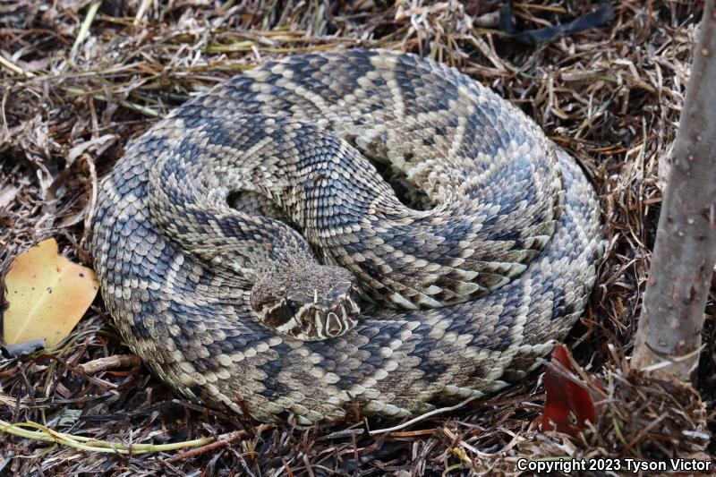 Eastern Diamond-backed Rattlesnake (Crotalus adamanteus)