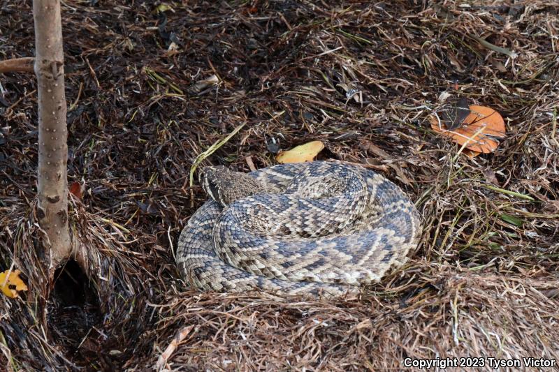 Eastern Diamond-backed Rattlesnake (Crotalus adamanteus)