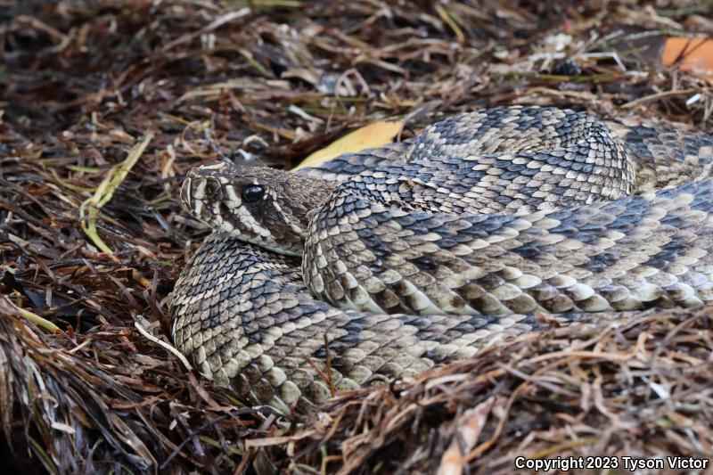 Eastern Diamond-backed Rattlesnake (Crotalus adamanteus)