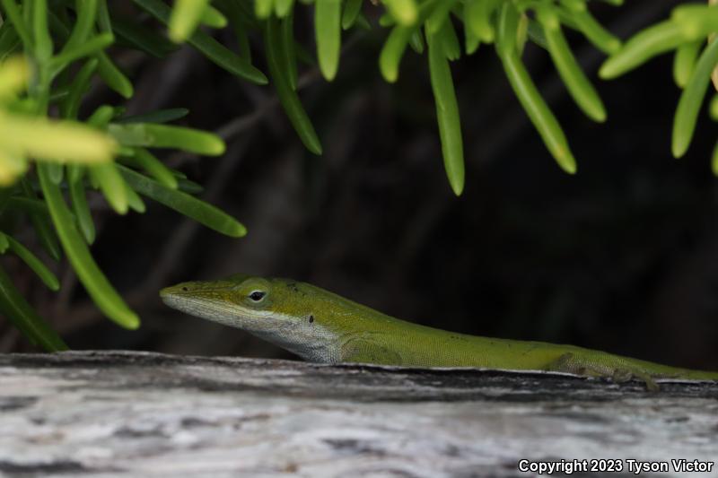 Southern Green Anole (Anolis carolinensis seminolus)