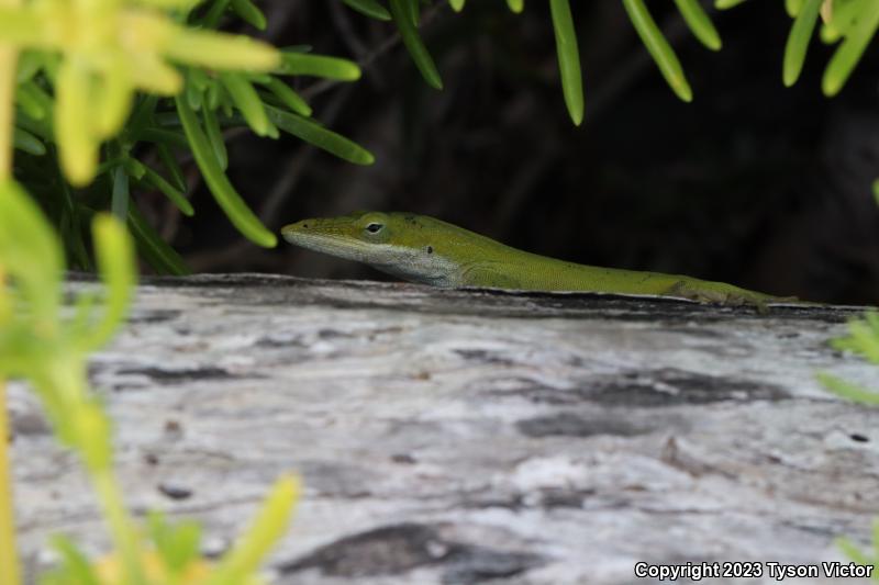 Southern Green Anole (Anolis carolinensis seminolus)