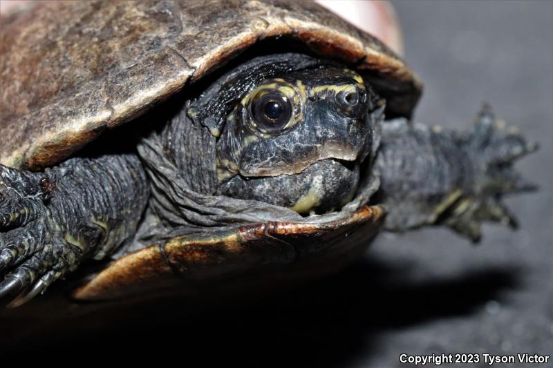 Striped Mud Turtle (Kinosternon baurii)