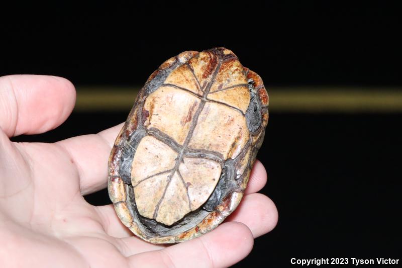 Striped Mud Turtle (Kinosternon baurii)